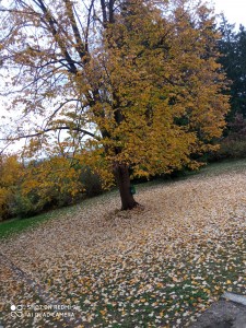 IMG_20201103_080826